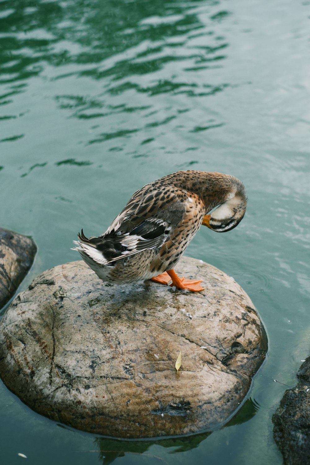 a duck standing on a rock in the water