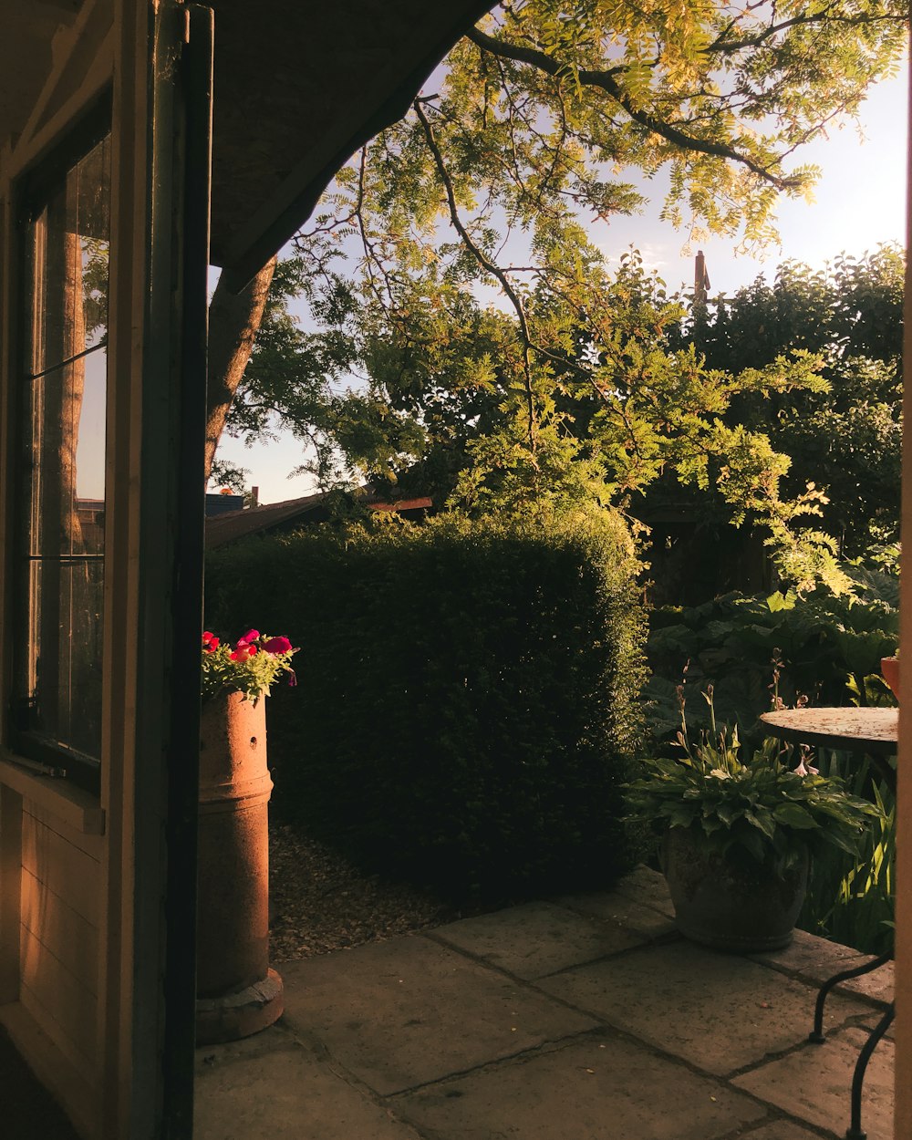 a potted plant sitting on a patio next to a table