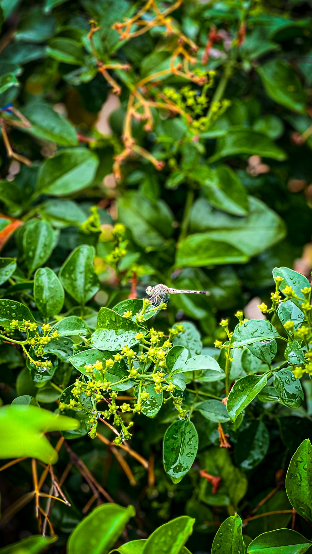 a small bird sitting on top of a green bush