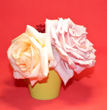 A delicate arrangement of crimson red roses with champagne gold ribbons on a white background.