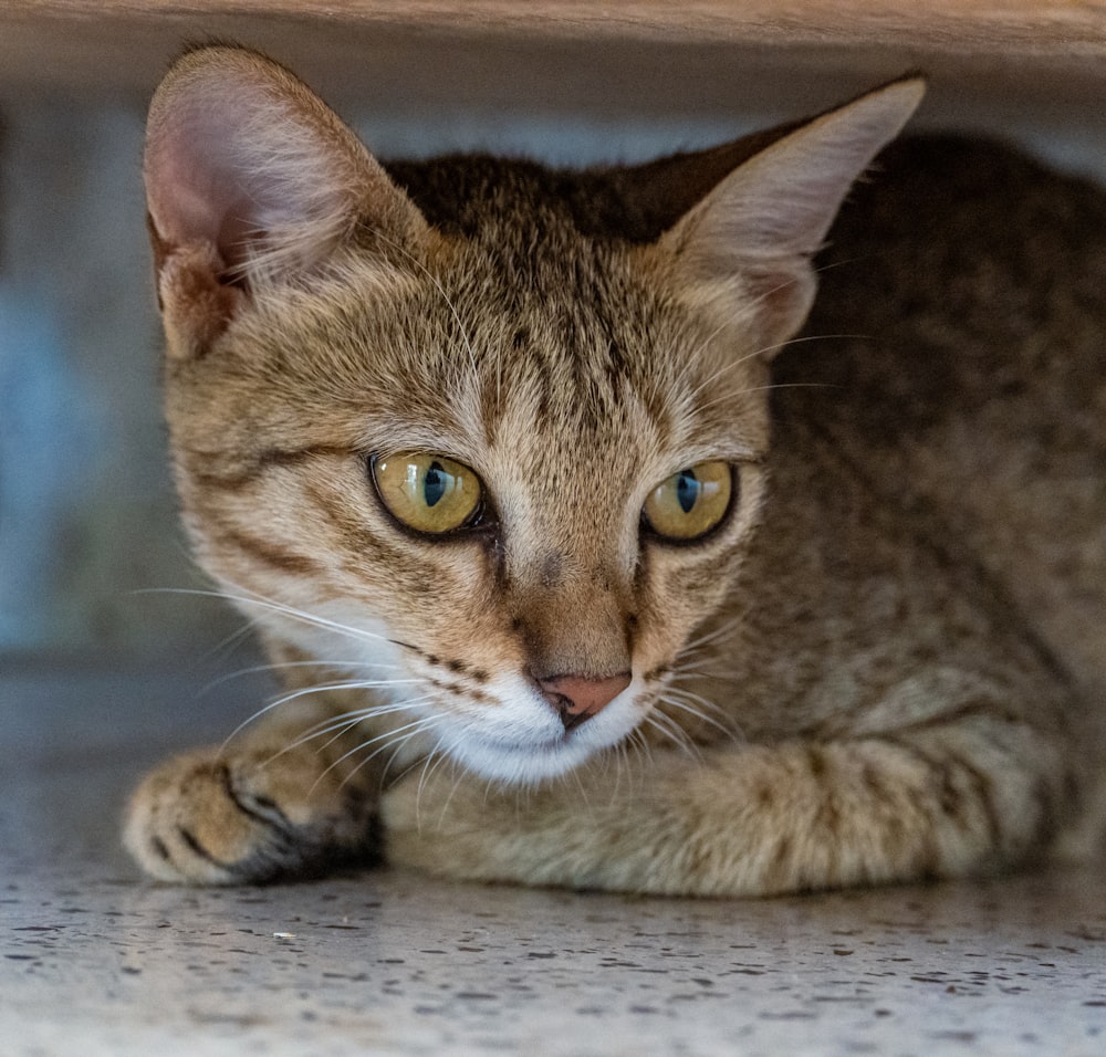 a close up of a cat laying on the ground