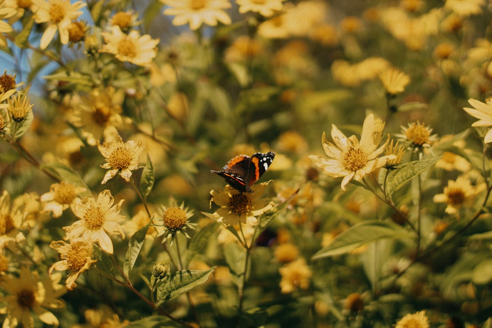 a butterfly sitting on top of a yellow flower