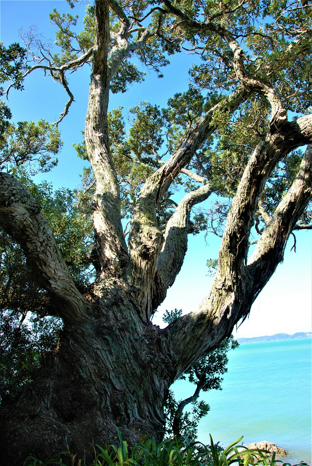 a large tree that is next to a body of water
