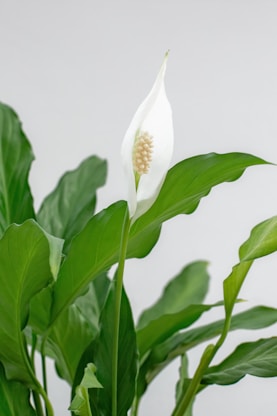 a close up of a plant with a white flower