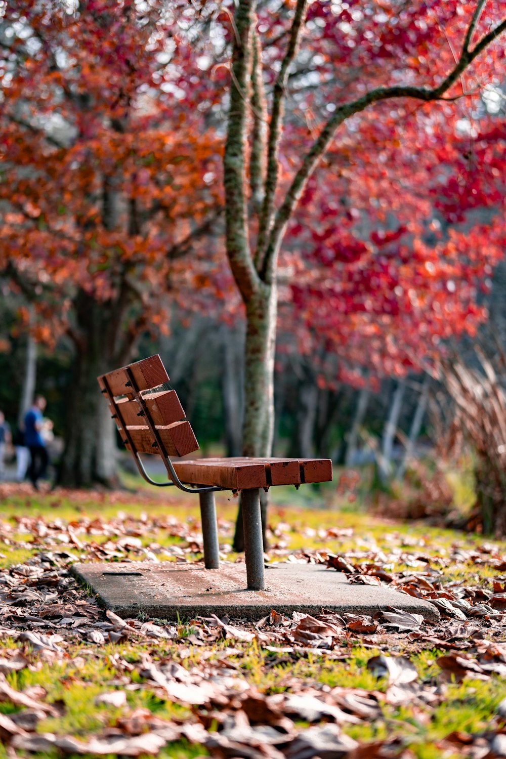 a park bench surrounded by leaves and trees