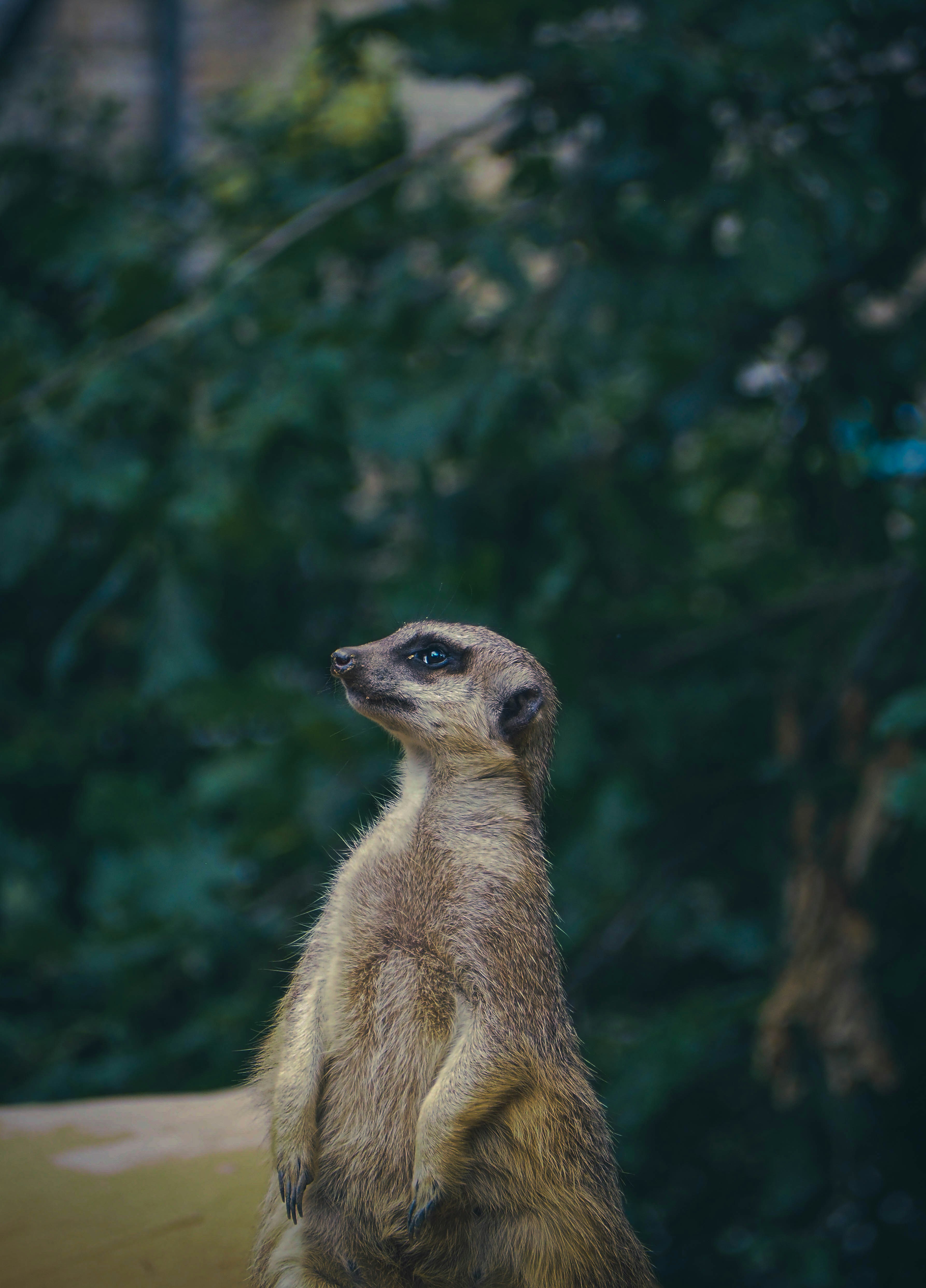 a meerkat standing on its hind legs looking up