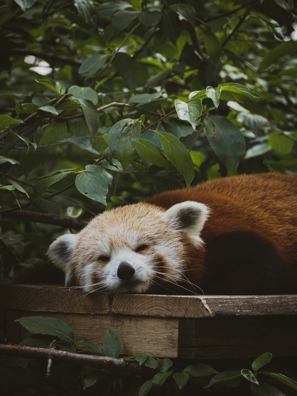 a red panda sleeping on top of a wooden platform