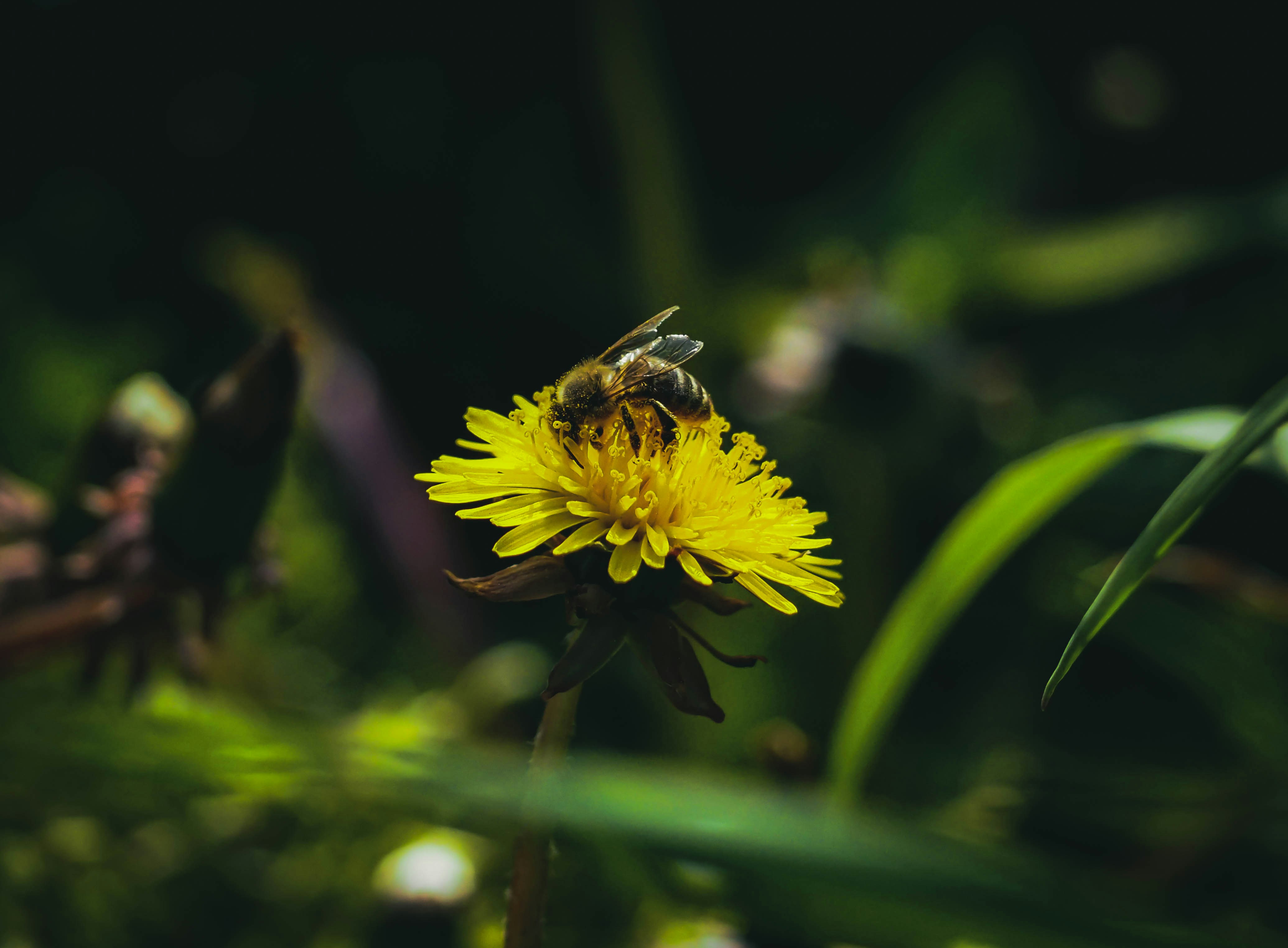 Photo by zalanvok