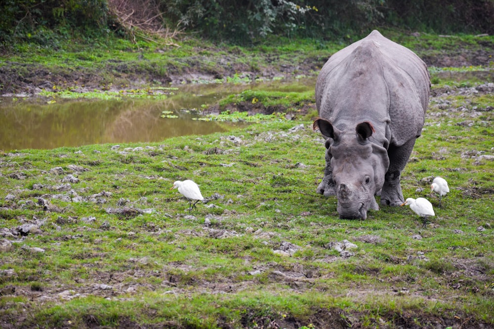 a rhino standing on top of a lush green field