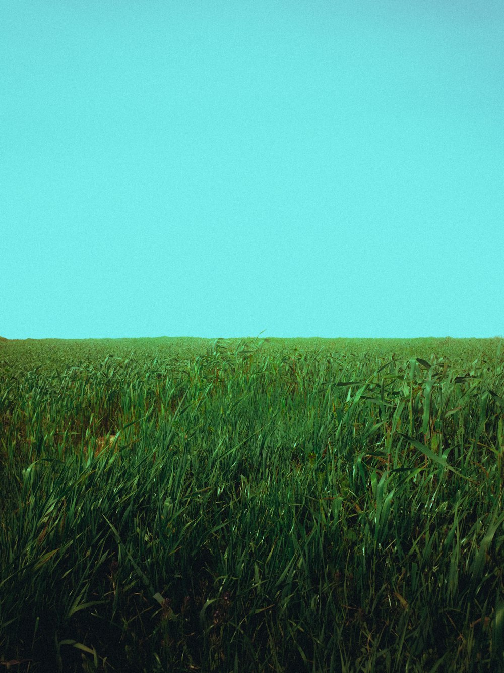 a field of grass with a blue sky in the background