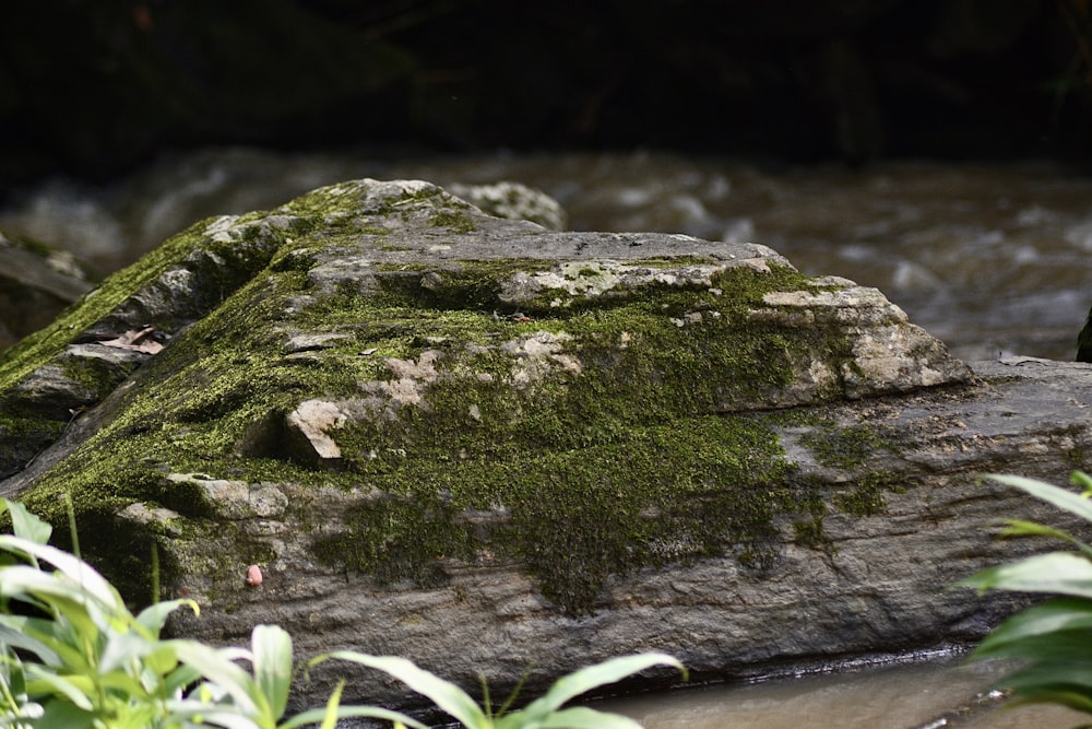 Un rocher couvert de mousse à côté d’une rivière