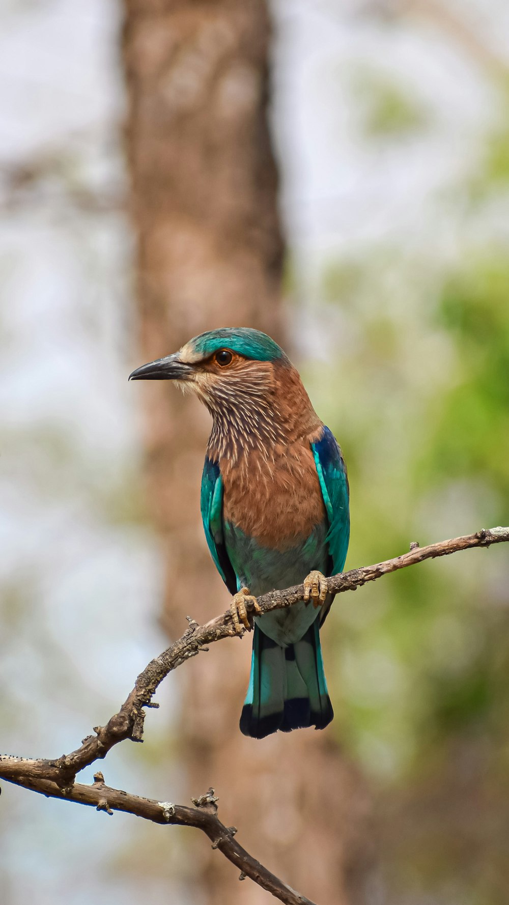 a colorful bird perched on a tree branch