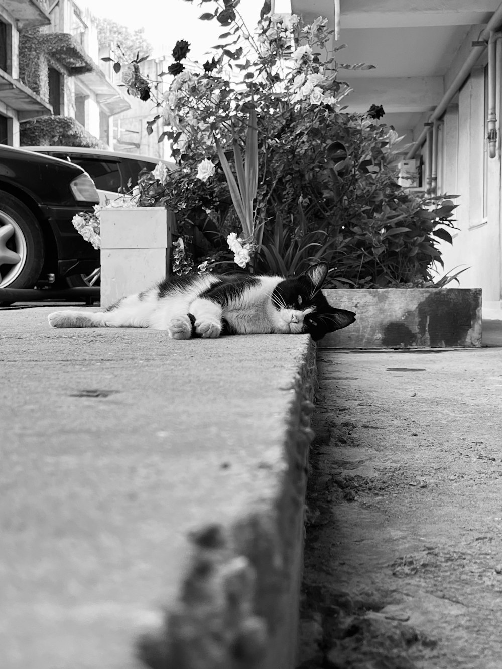 a black and white cat laying on the side of a road