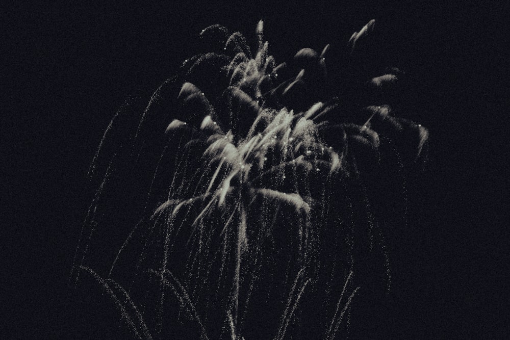 밤하늘의 불꽃놀이 흑백 사진