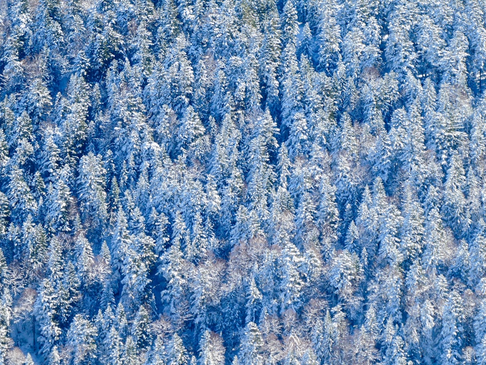 a large group of trees covered in snow