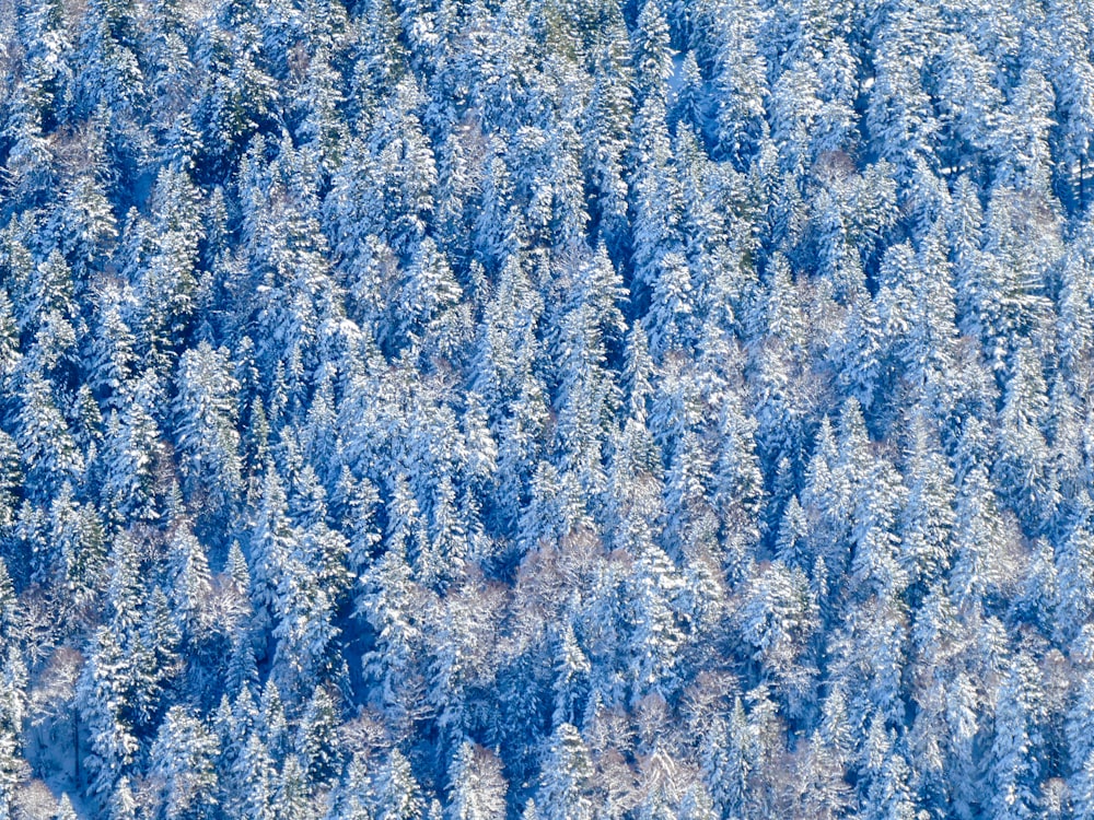 eine große Gruppe von Bäumen, die mit Schnee bedeckt sind