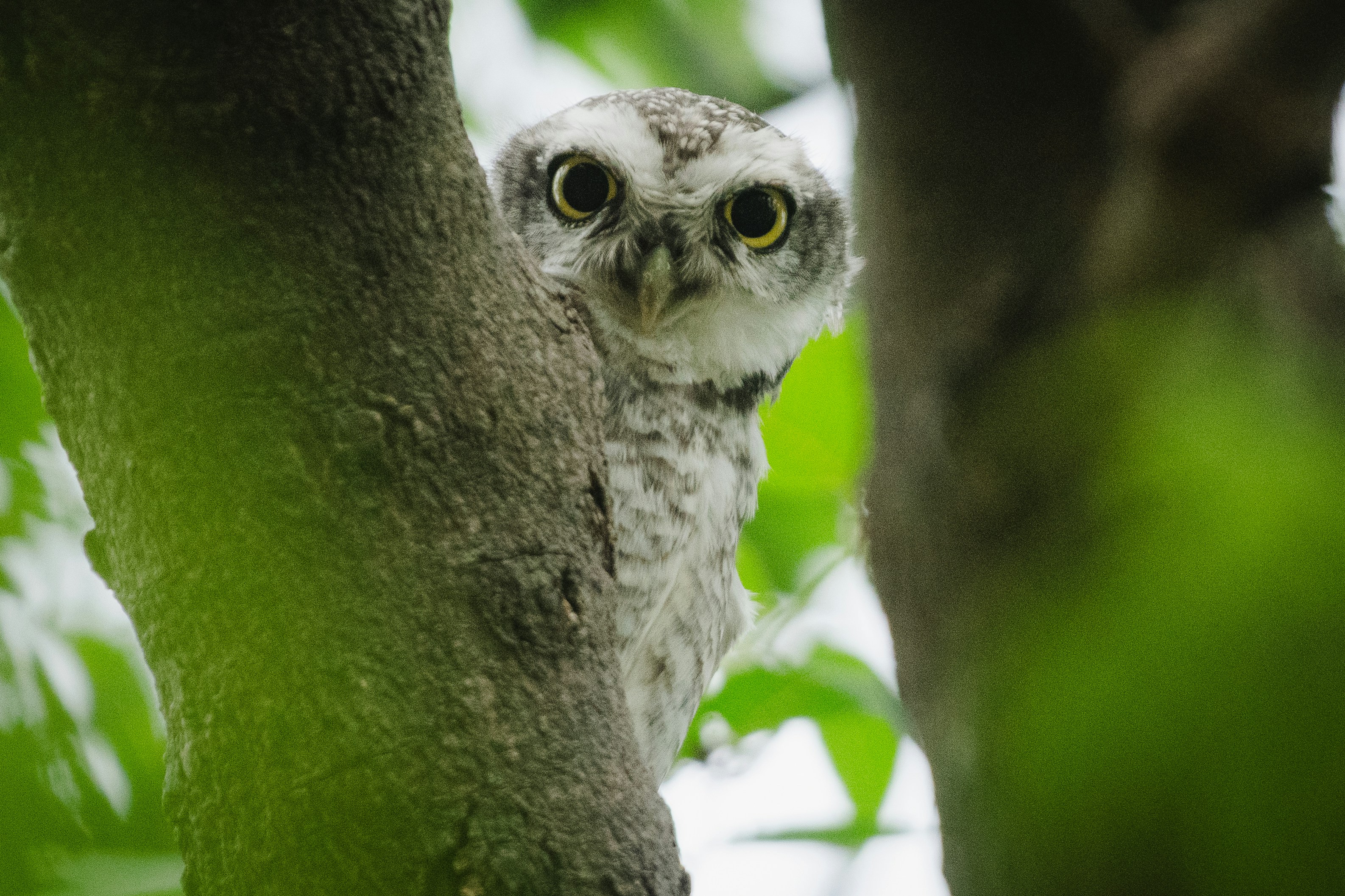 Photo by binnymanohar