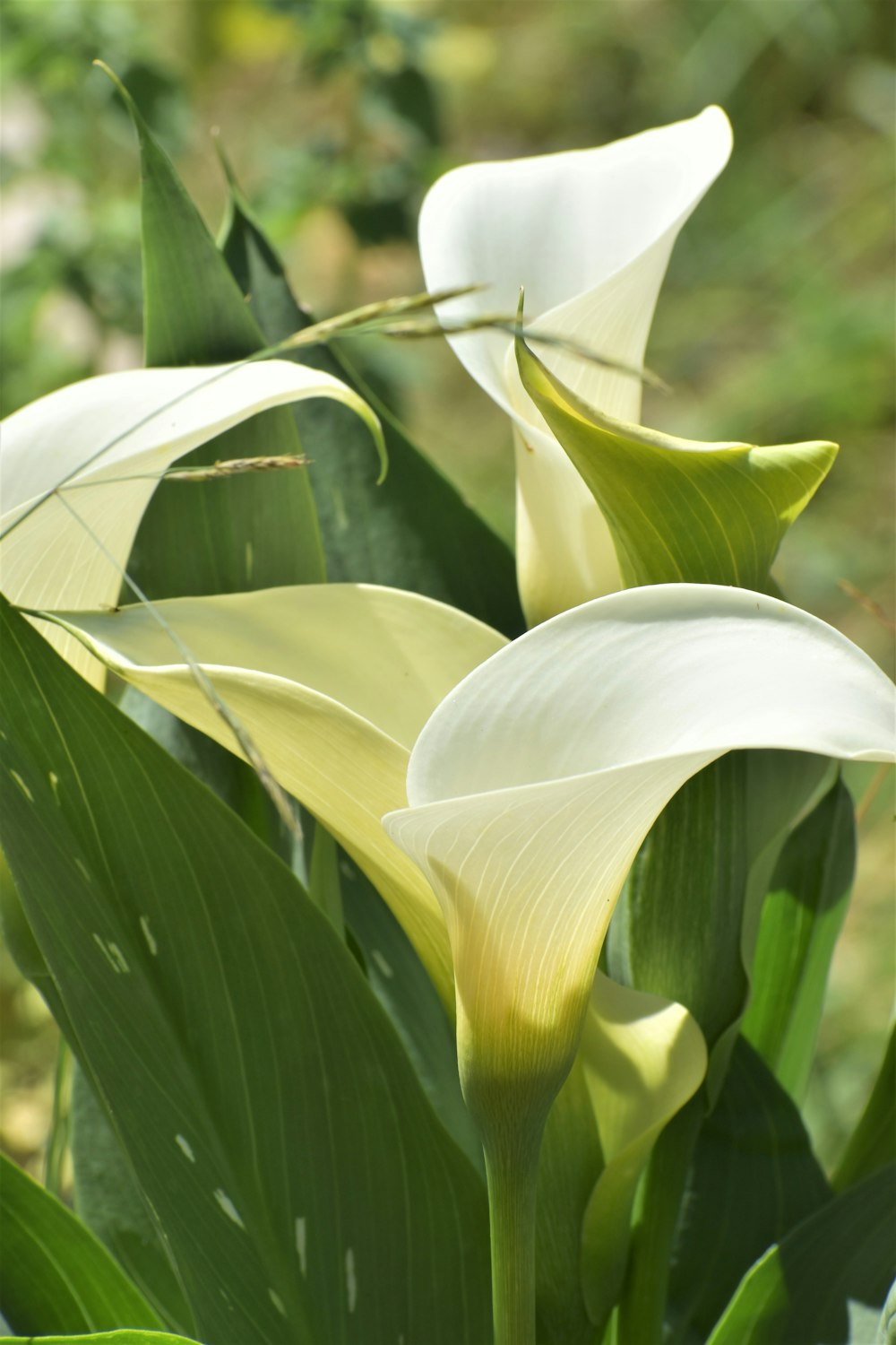 eine Gruppe weißer Blüten mit grünen Blättern