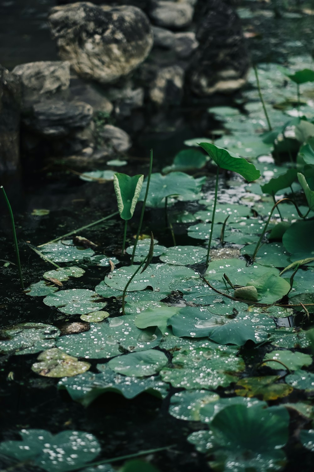 a pond filled with lots of water lilies