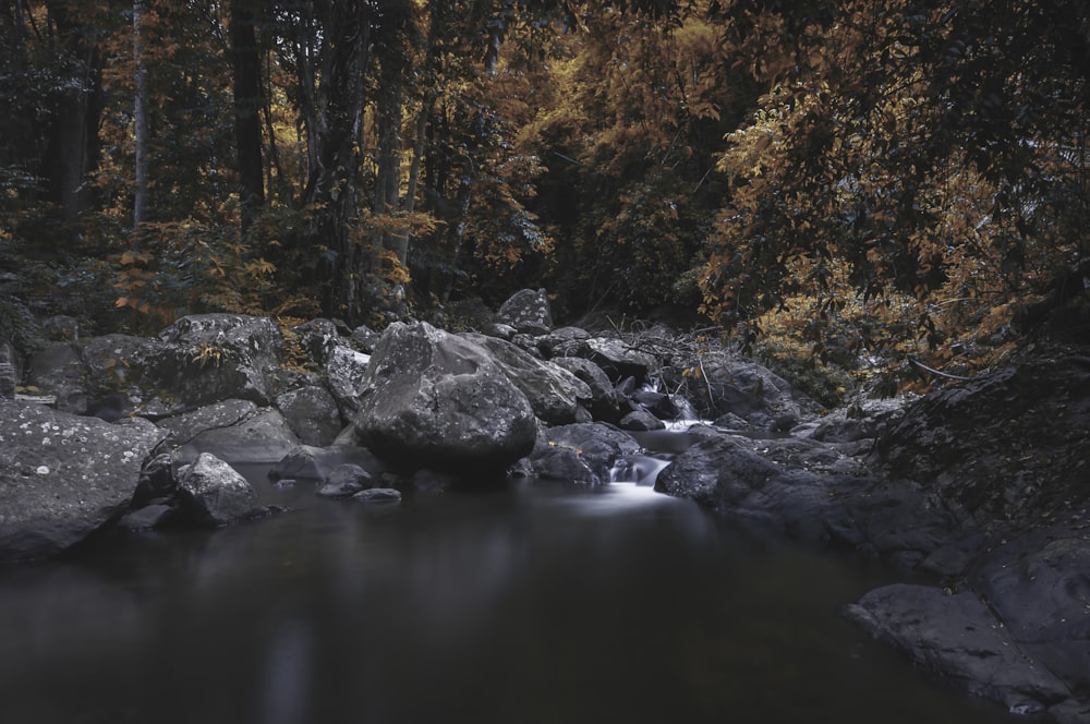 a stream running through a forest filled with rocks