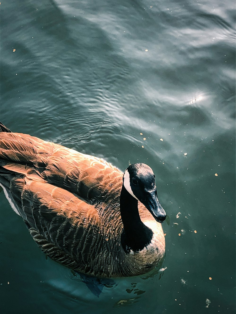 a duck floating on top of a body of water