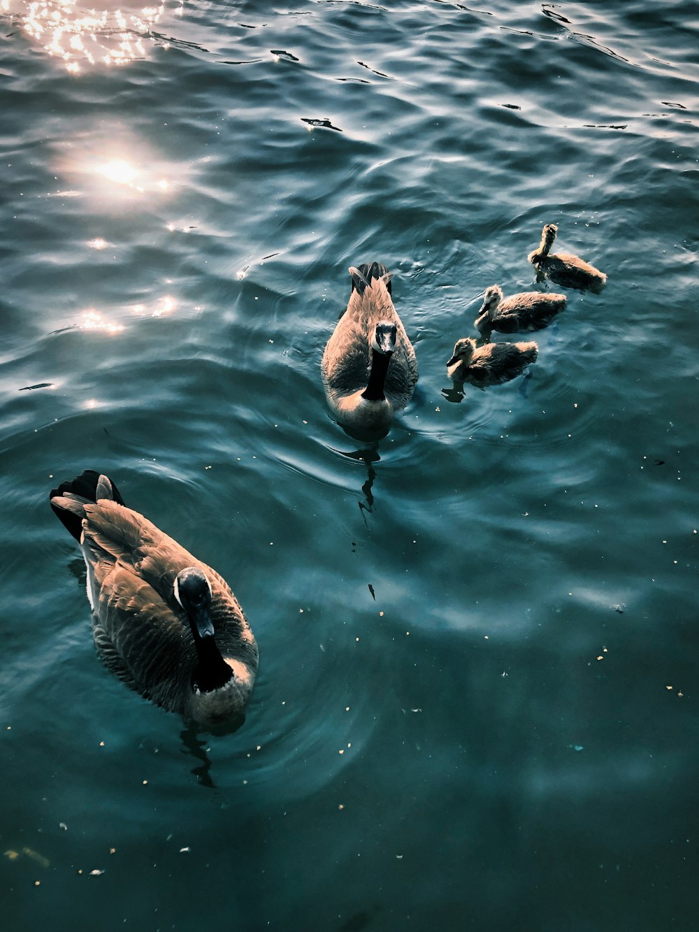 a group of ducks floating on top of a body of water