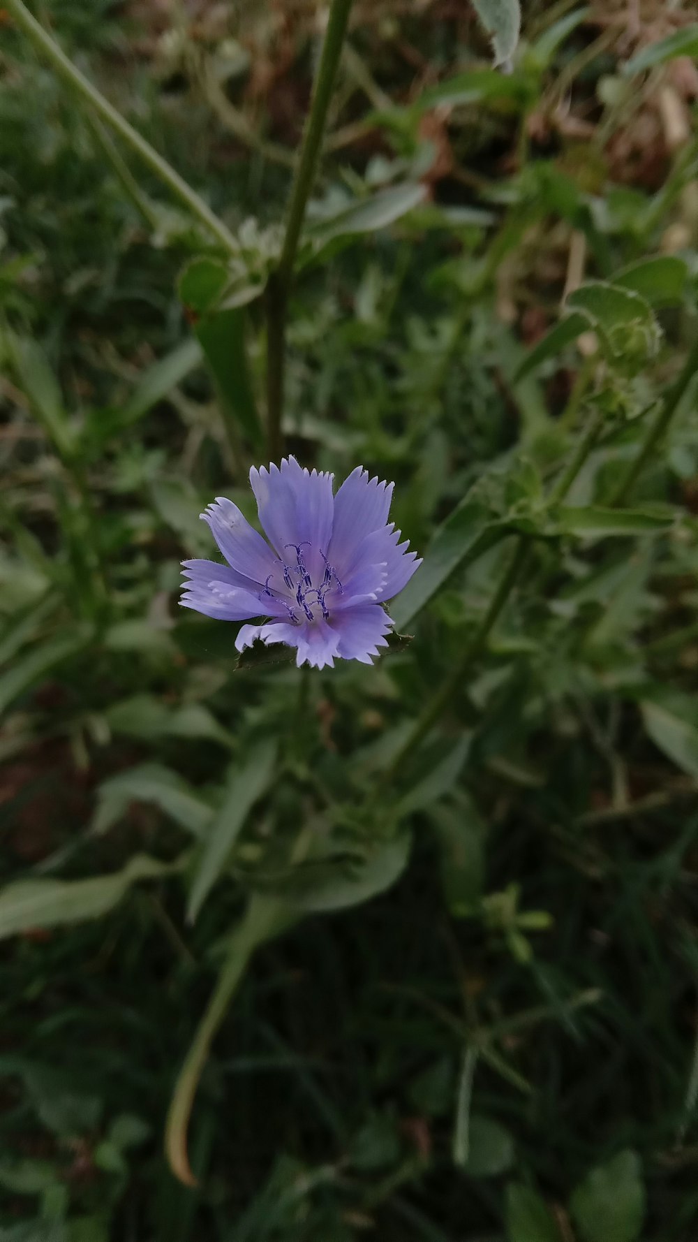 a single purple flower in the middle of a field