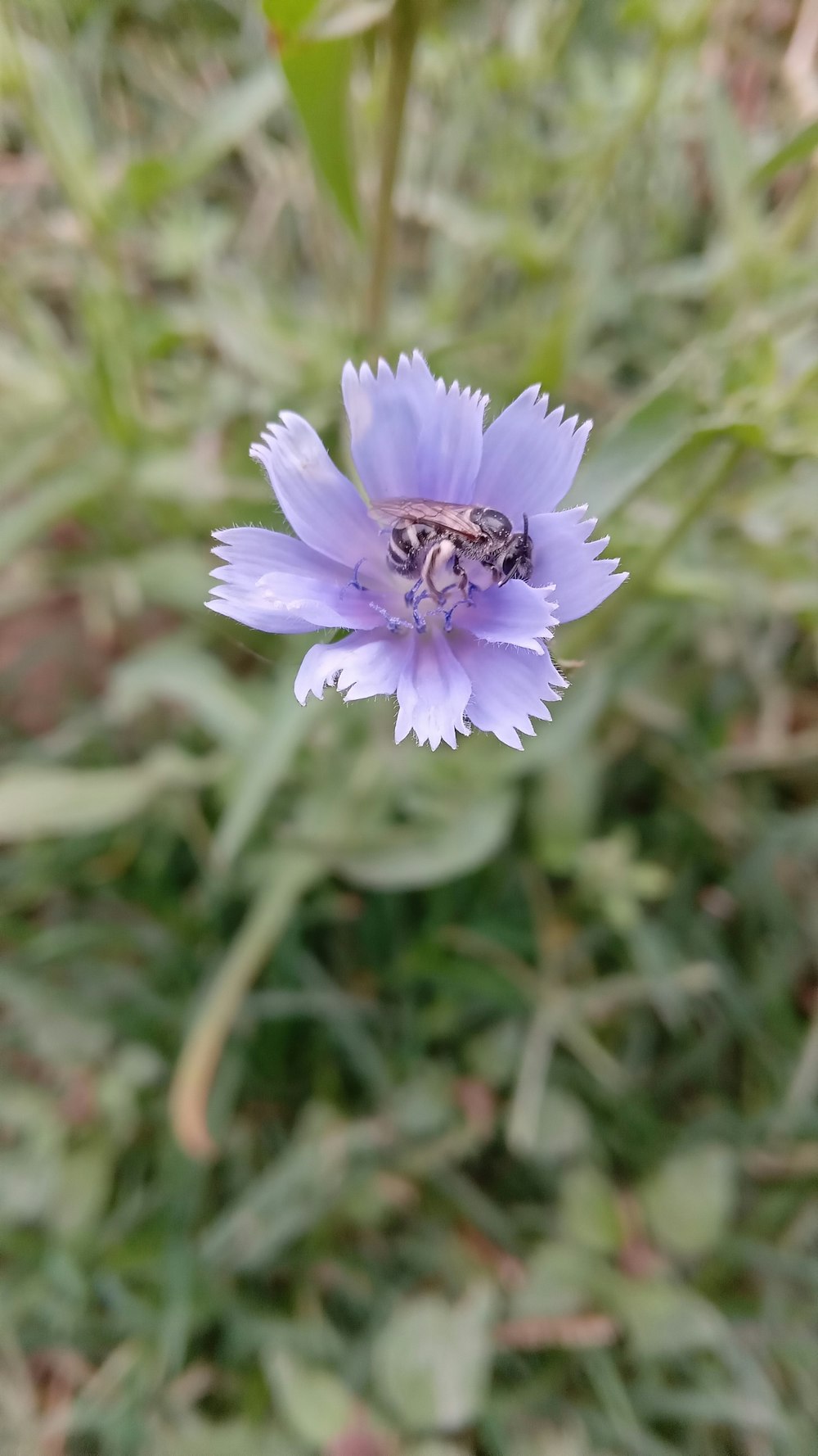 a purple flower with a bee on it