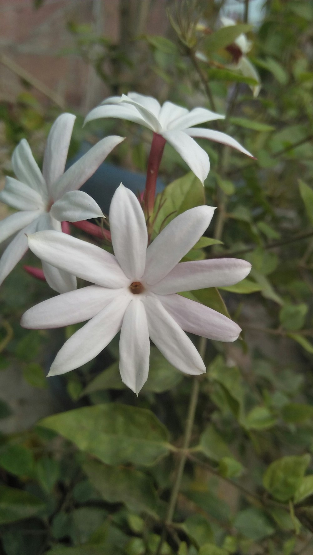 a close up of a white flower on a plant