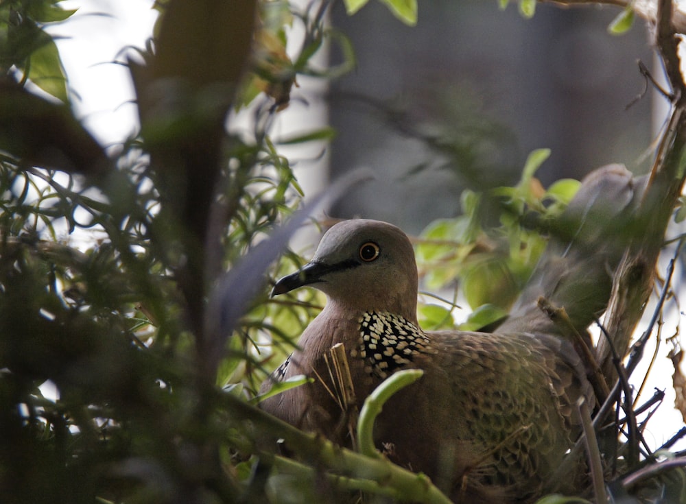 a close up of a bird in a tree