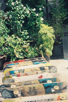 A row of skateboards is lined up outdoors in front of lush green plants with small white flowers. The scene is sunlit, and the skateboards feature various vibrant, graphic designs on their decks.