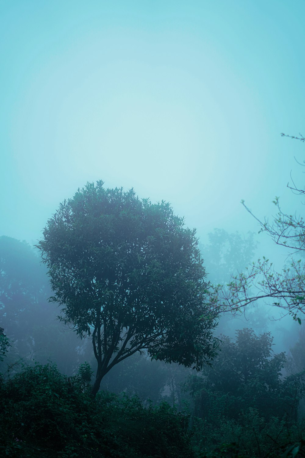 a lone tree in a foggy forest