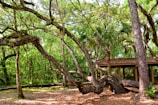 In a lush forest setting, a large, sprawling tree with twisted branches stretches out across the area. Dense greenery surrounds a wooden pavilion with a slanted roof, nestled among the trees. The ground is covered with dry leaves, adding an earthy texture to the scene.