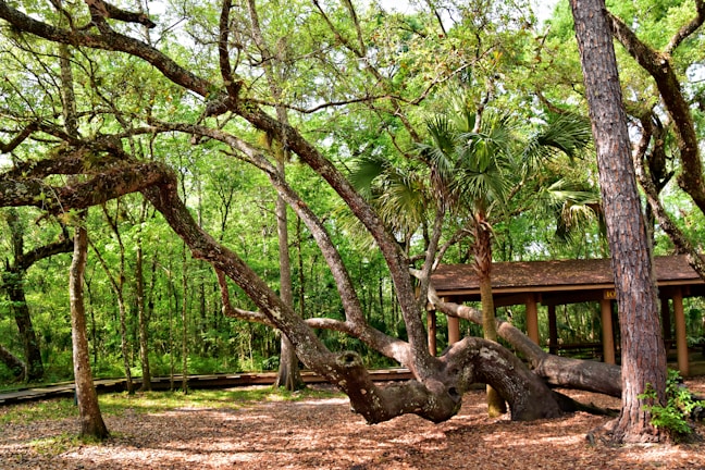 In a lush forest setting, a large, sprawling tree with twisted branches stretches out across the area. Dense greenery surrounds a wooden pavilion with a slanted roof, nestled among the trees. The ground is covered with dry leaves, adding an earthy texture to the scene.