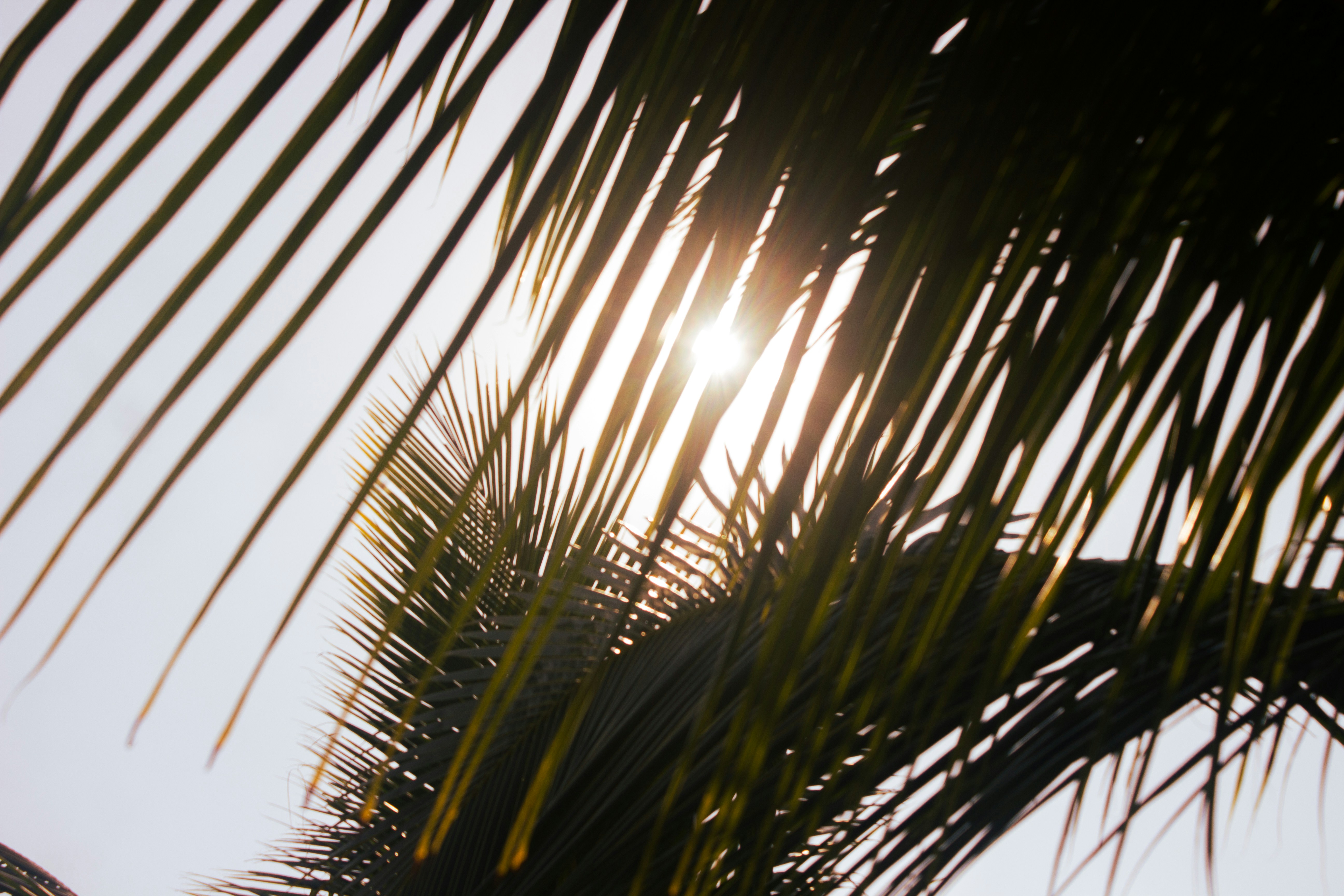 Photo by supraymeher