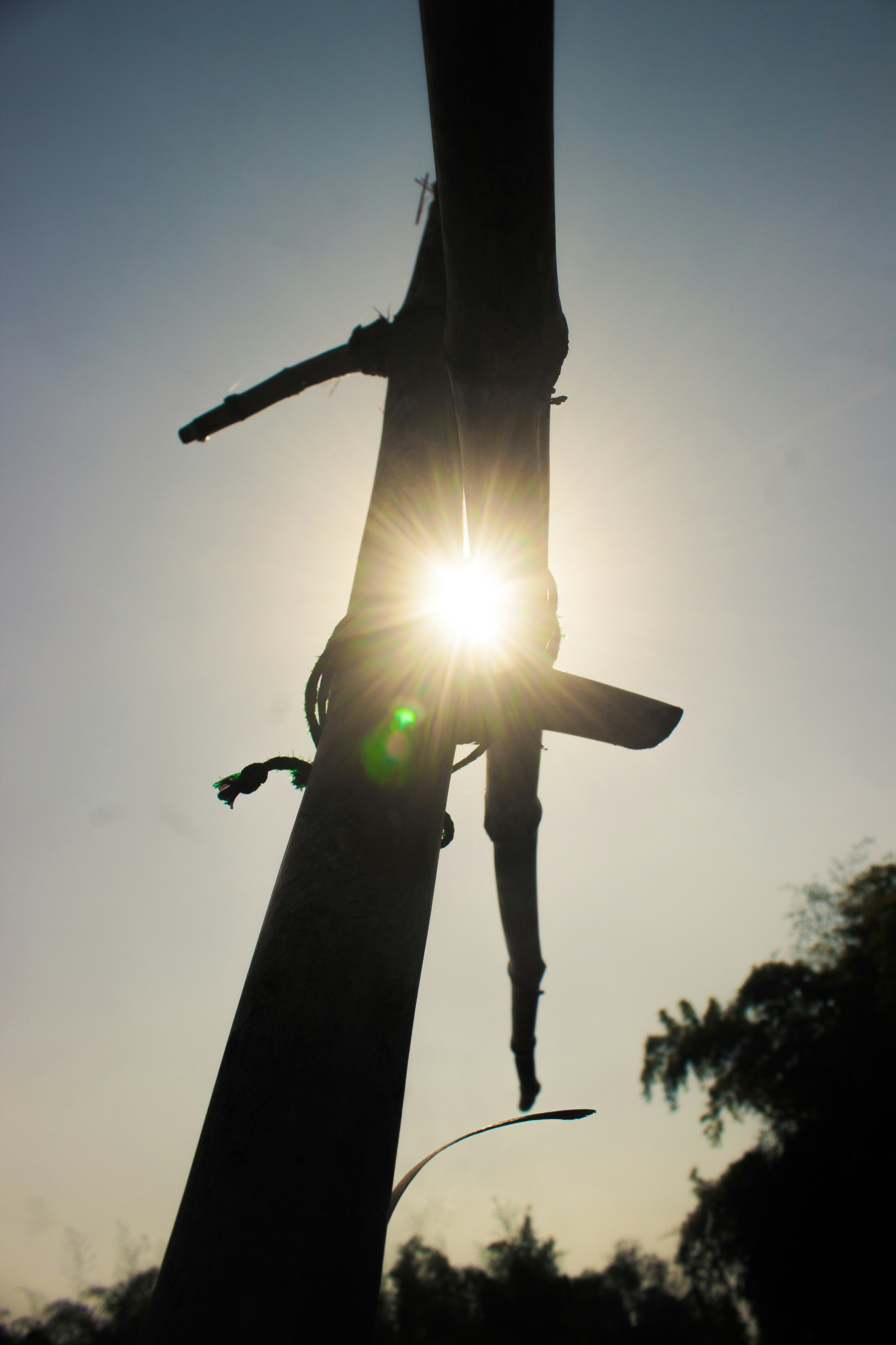 the sun shines brightly through the branches of a tree