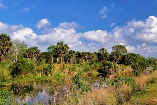 A lush landscape featuring a variety of green vegetation, including palm trees and bushes, lies adjacent to a tranquil body of water. The sky above is a vibrant blue with scattered fluffy white clouds, creating a serene and peaceful atmosphere. The reflective water surface captures the surrounding greenery.