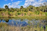 A wetland area teeming with birds and natural vegetation under a clear sky.