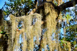 A close-up of Spanish moss hanging from ancient oak trees in warm light.