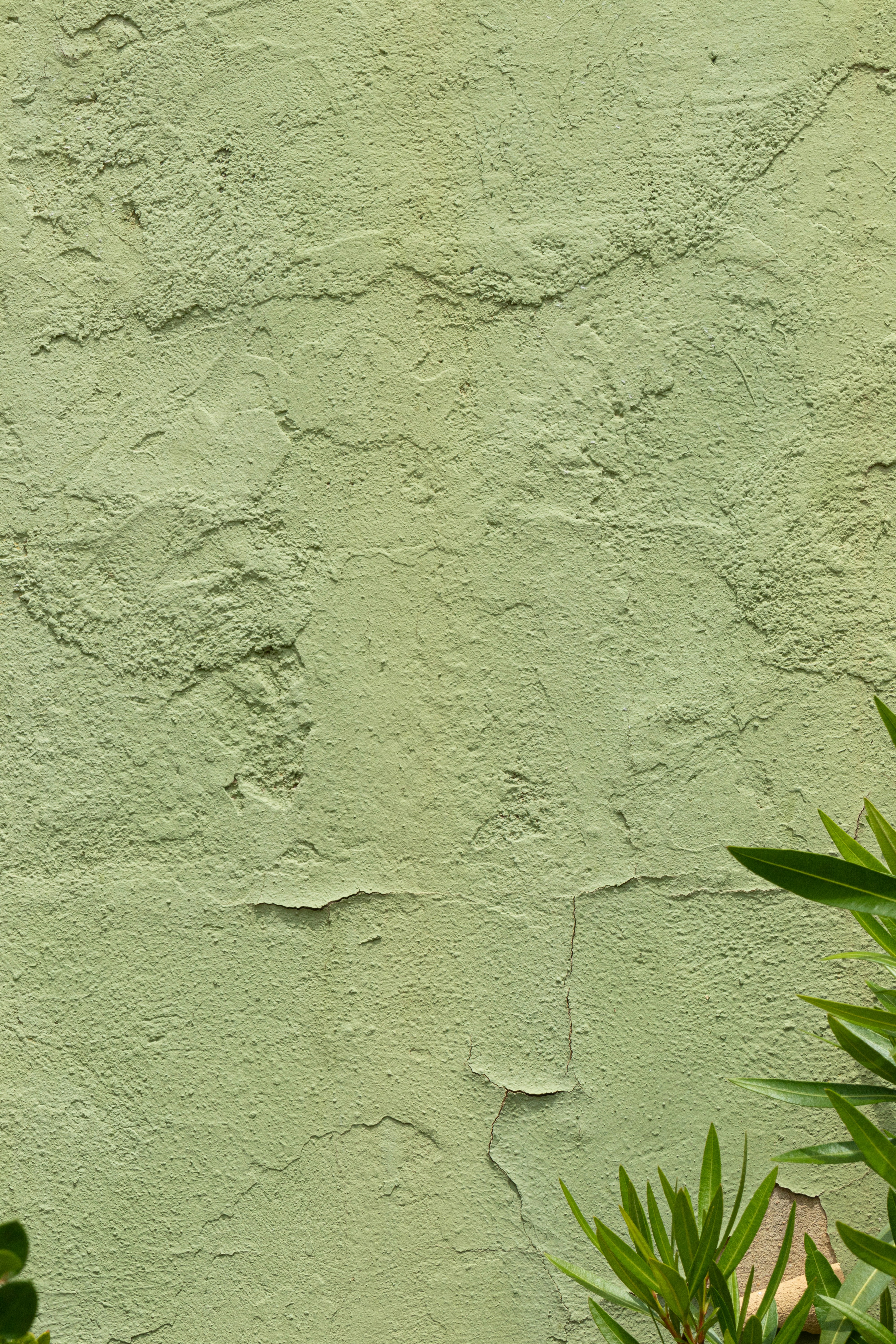 una pared verde con una planta frente a ella
