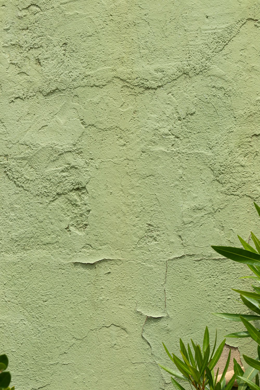 a green wall with a plant in front of it