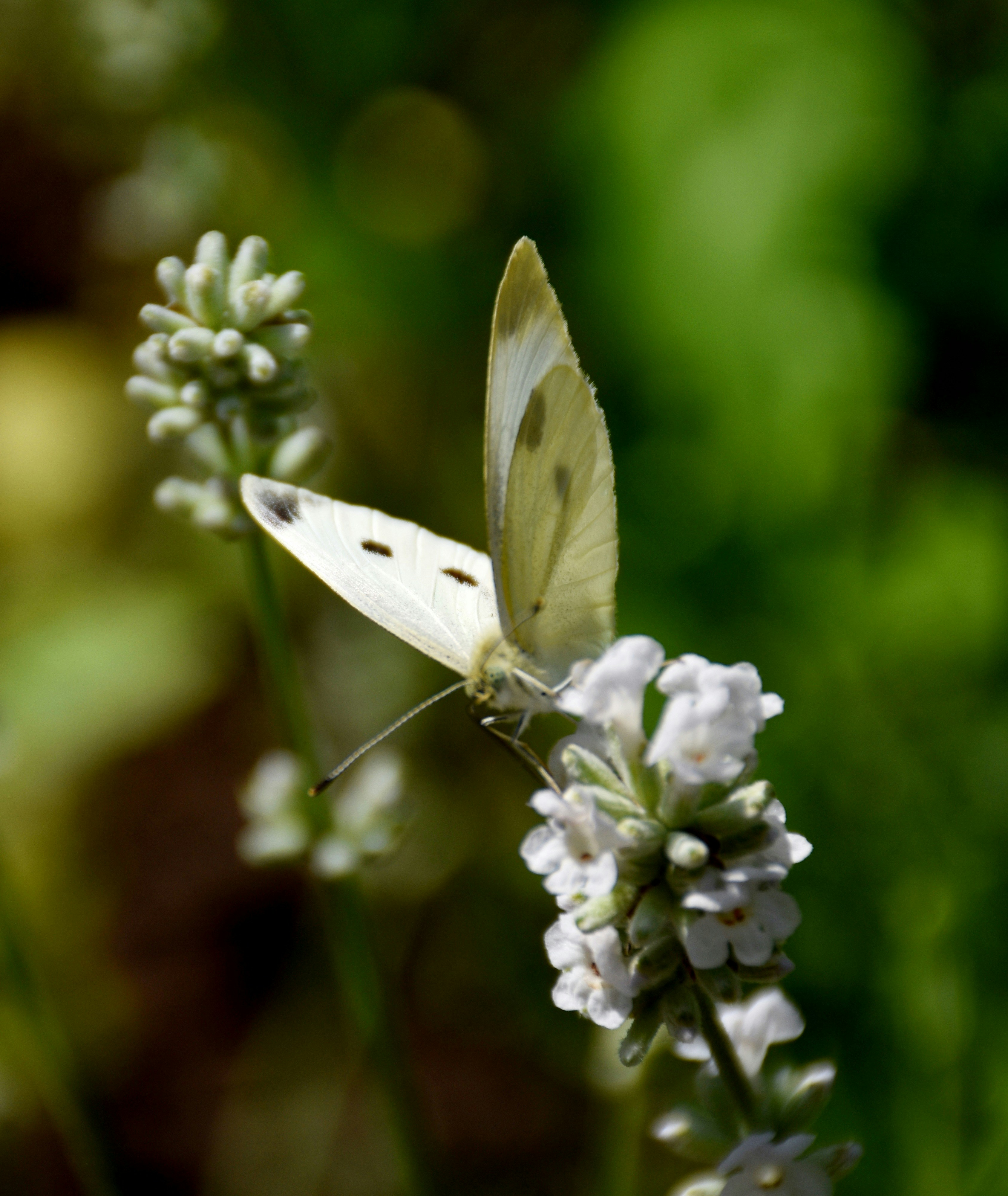 Photo by esthermuilwijk