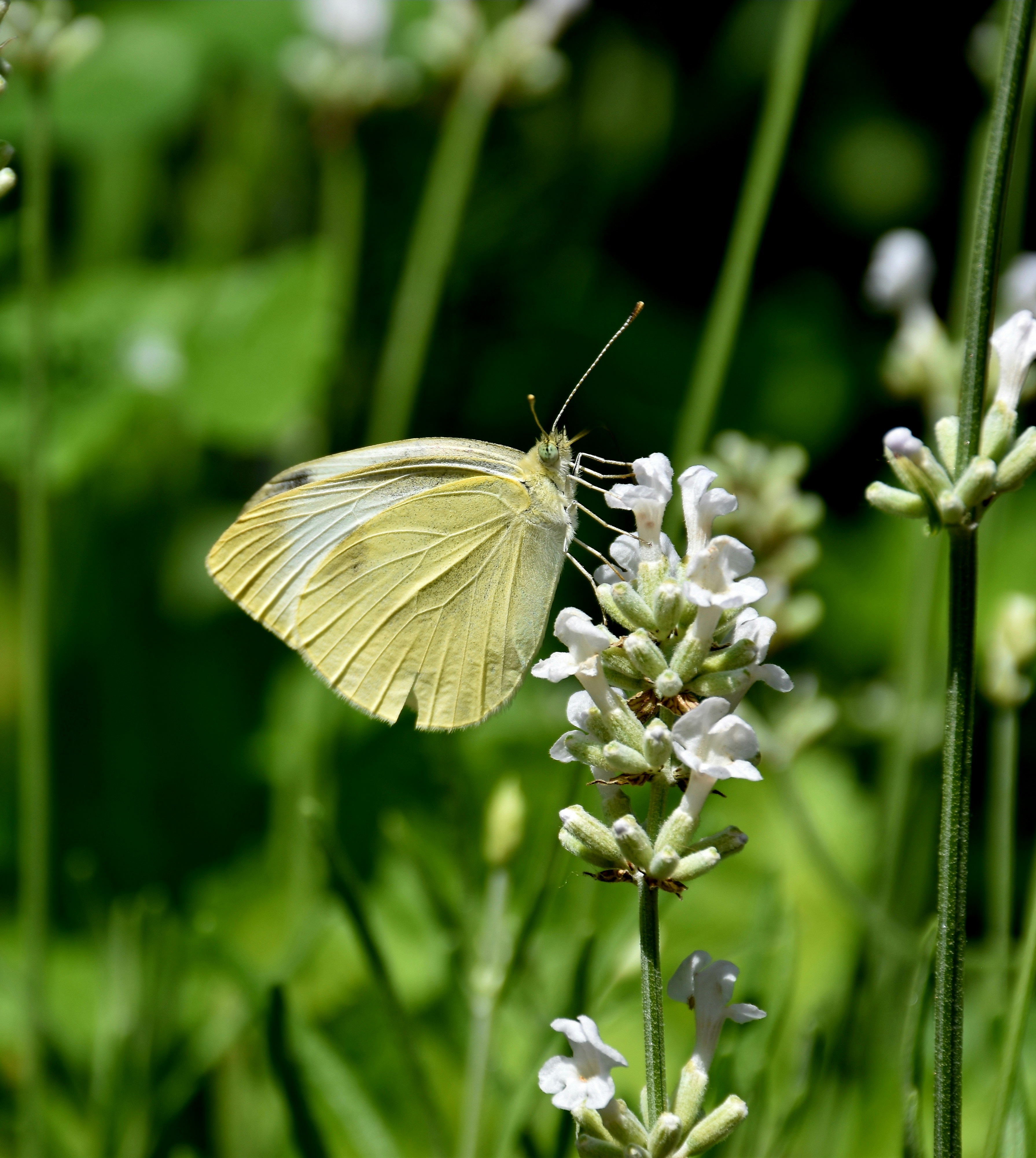 Photo by esthermuilwijk