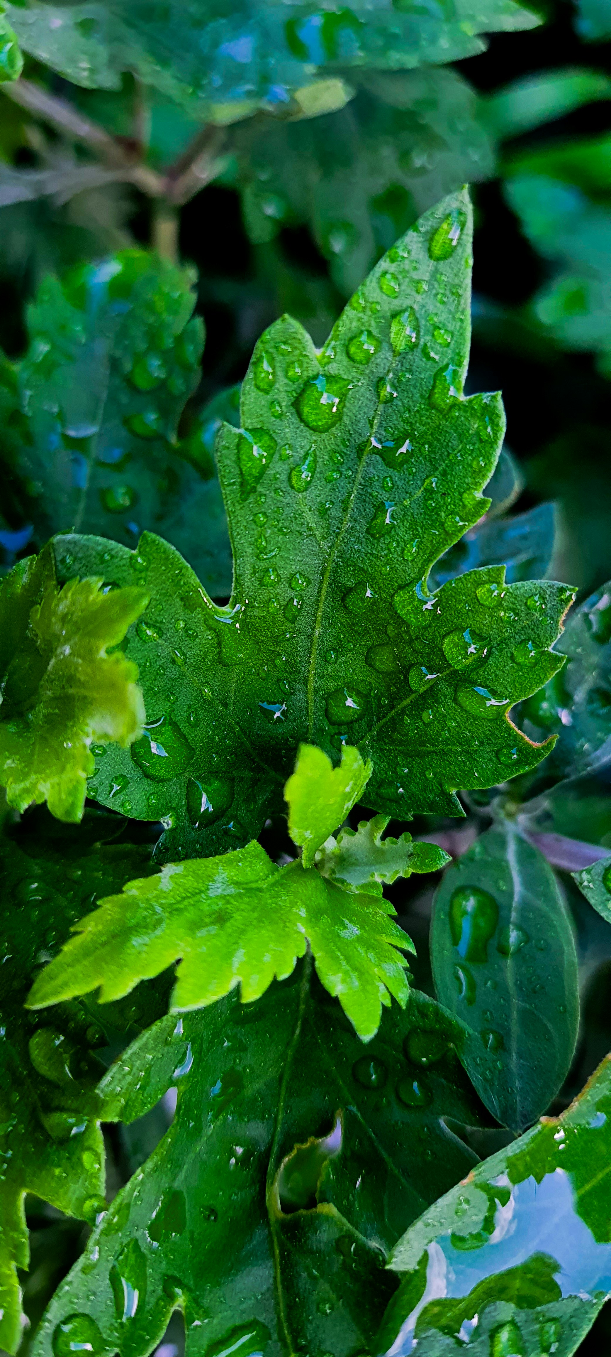 Photo by rajeshbhattarai