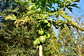 Lush papaya trees with ripe fruits glowing under the sunlight.