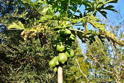 Lush papaya trees with ripe fruits glowing under the sunlight.
