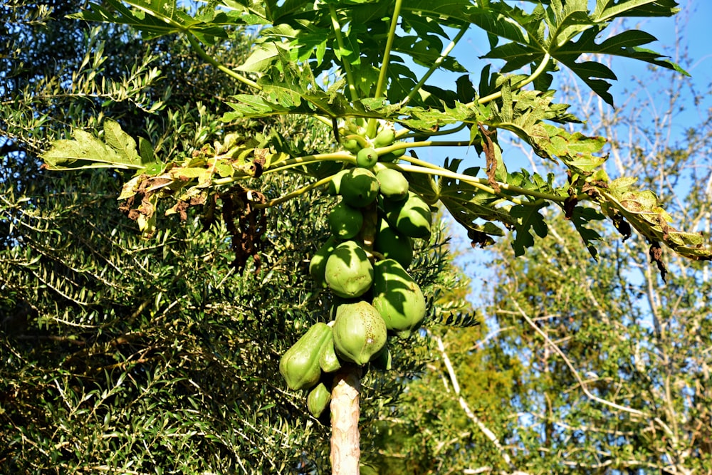 a tree filled with lots of green fruit