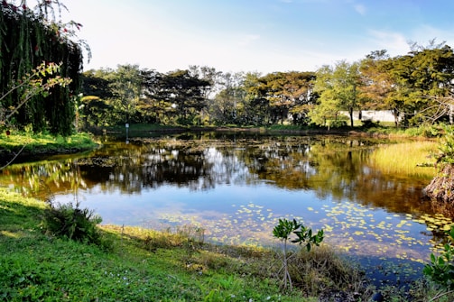 A serene new ground pond nestled among lush greenery with clear water reflecting the sky.