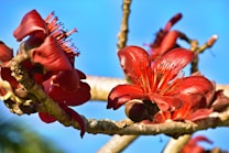 Vibrant red flowers bloom on a tree branch against a clear blue sky. The petals have a glossy texture and are fully open, revealing intricate stamens at the center. The branches are leafless and have a rough, textured bark.