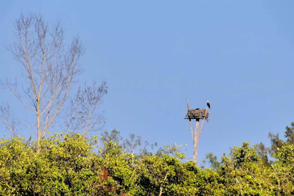 a bird is sitting on top of a tree